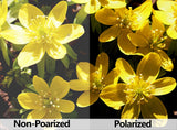 1.5mm Polarized Replacement Lenses for Oakley Canteen 2014- Multiple Options